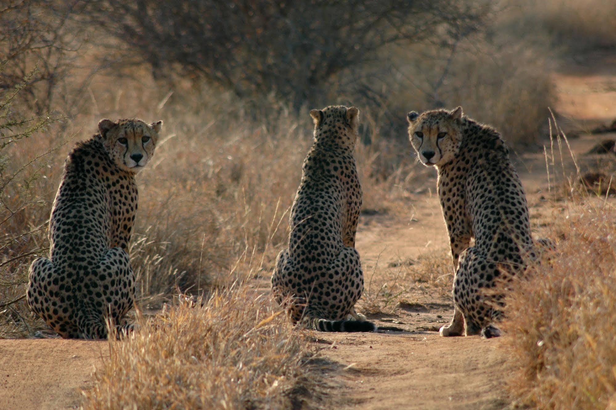 Etali Safari Lodge Madikwe Game Reserve Eksteriør billede